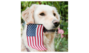 us flag held in service dogs mouth