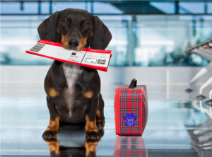 black and tan mini dachshund service dog holding boarding pass in mouth