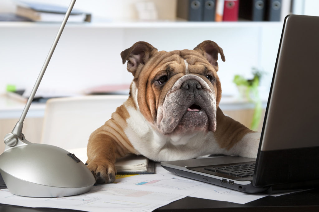 english bulldog service dog sitting at desk working on laptop computer
