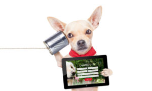 chihuahua service dog is holding a tablet with service dog certification of americas contact form on the screen and a soup can with a line signifying a phone to his ear with his other paw