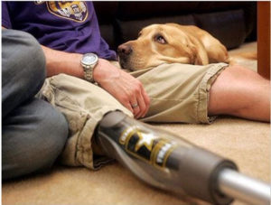 golden retriever service dog with head resting on a disabled veterans thigh disabled veteran has a prosthetic limb on his other leg