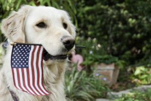 us flag held in service dogs mouth